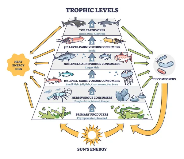 Níveis tróficos na vida selvagem da água como diagrama de esboço da pirâmide da cadeia alimentar oceânica —  Vetores de Stock