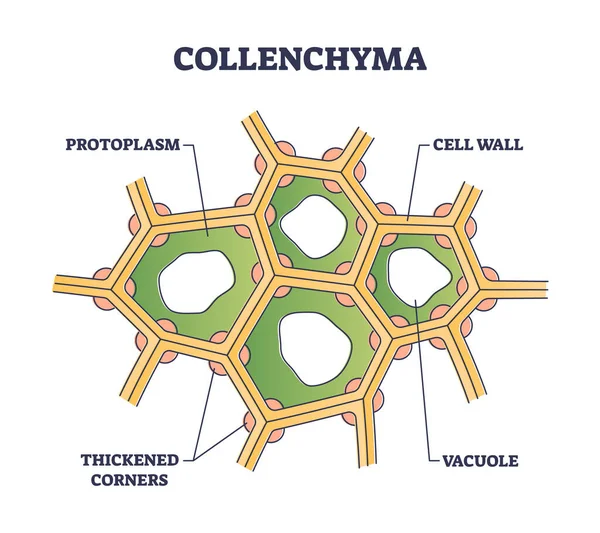 Colenquima como tejido molido con gruesas paredes de apoyo diagrama de contorno — Vector de stock