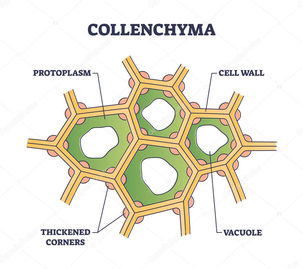 Collenchyma as ground tissue with thick supportive walls outline diagram