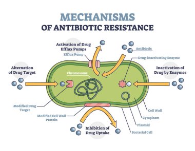 Antibiyotik direnci şeması, bakteri hücresindeki resimli mekanizma