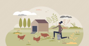 Arka bahçedeki tavuklar çiftçilik ve tavuklar tohumlarla besleniyor.