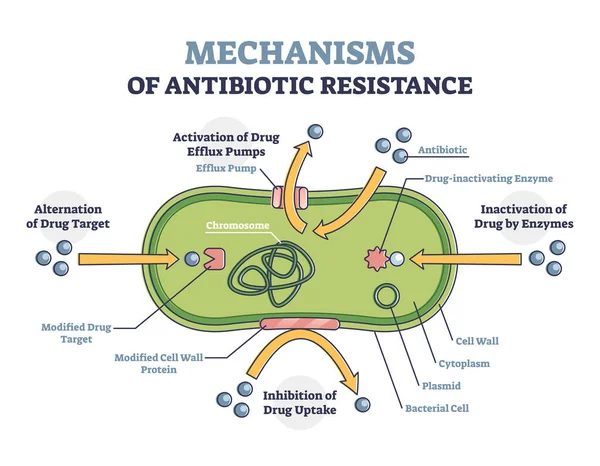 Schéma de résistance aux antibiotiques, mécanisme illustré dans les cellules bactériennes — Image vectorielle