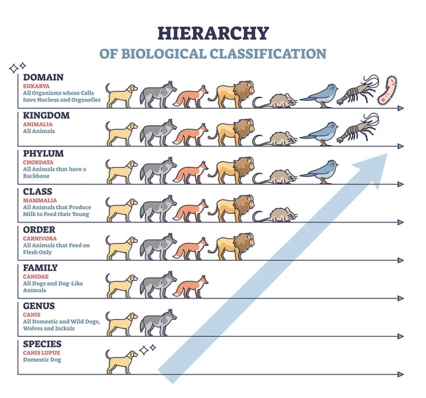 Clasificación de los seres vivos con diagrama de esquema de jerarquía biológica — Archivo Imágenes Vectoriales