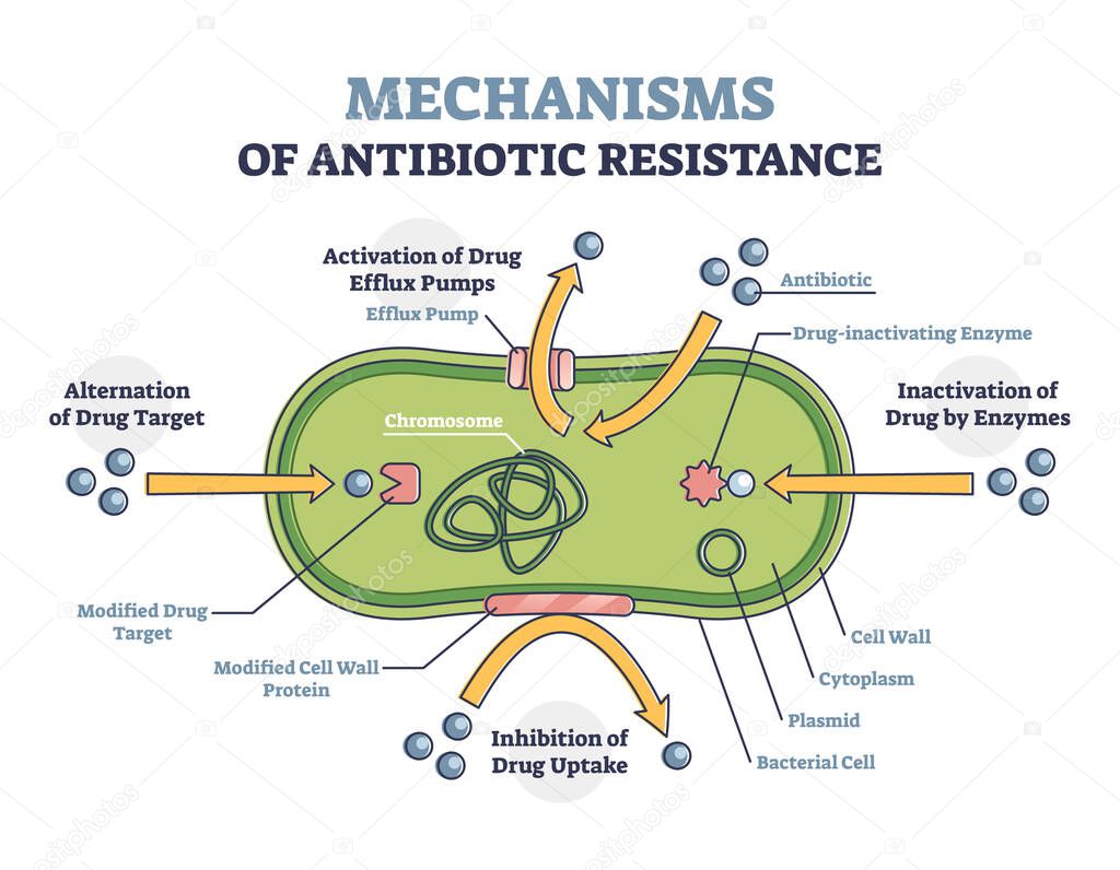 Antibiotic resistance outline diagram, illustrated mechanism in bacteria cell