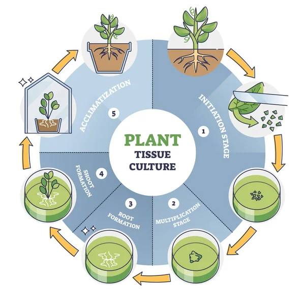 細胞増殖ステップを伴う植物組織培養プロセス段階概要図 — ストックベクタ