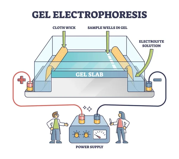 Karışımları ayırmak için jel elektroforez yöntemi, resimli diyagram — Stok Vektör