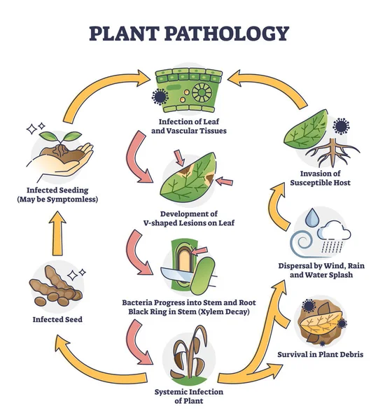 Yapraklara Yayılan Bakteri Enfeksiyonlu Bitki Patolojisi Konsepti Hastalıklı Yeşilliklerden Tohum — Stok Vektör