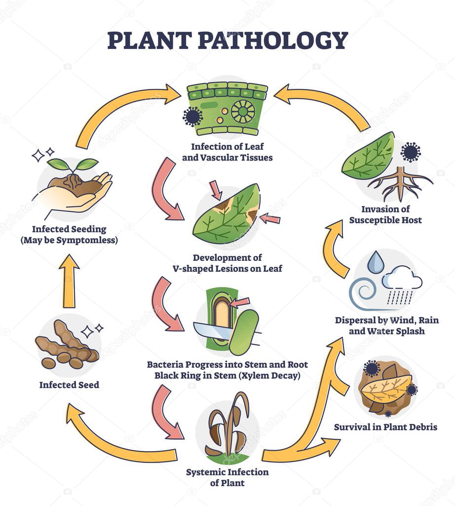 Plant pathology with bacteria infection spreading on leafs outline concept. Labeled educational invasion scene with illness or disease cycle from systemic infected greens to seeds vector illustration.
