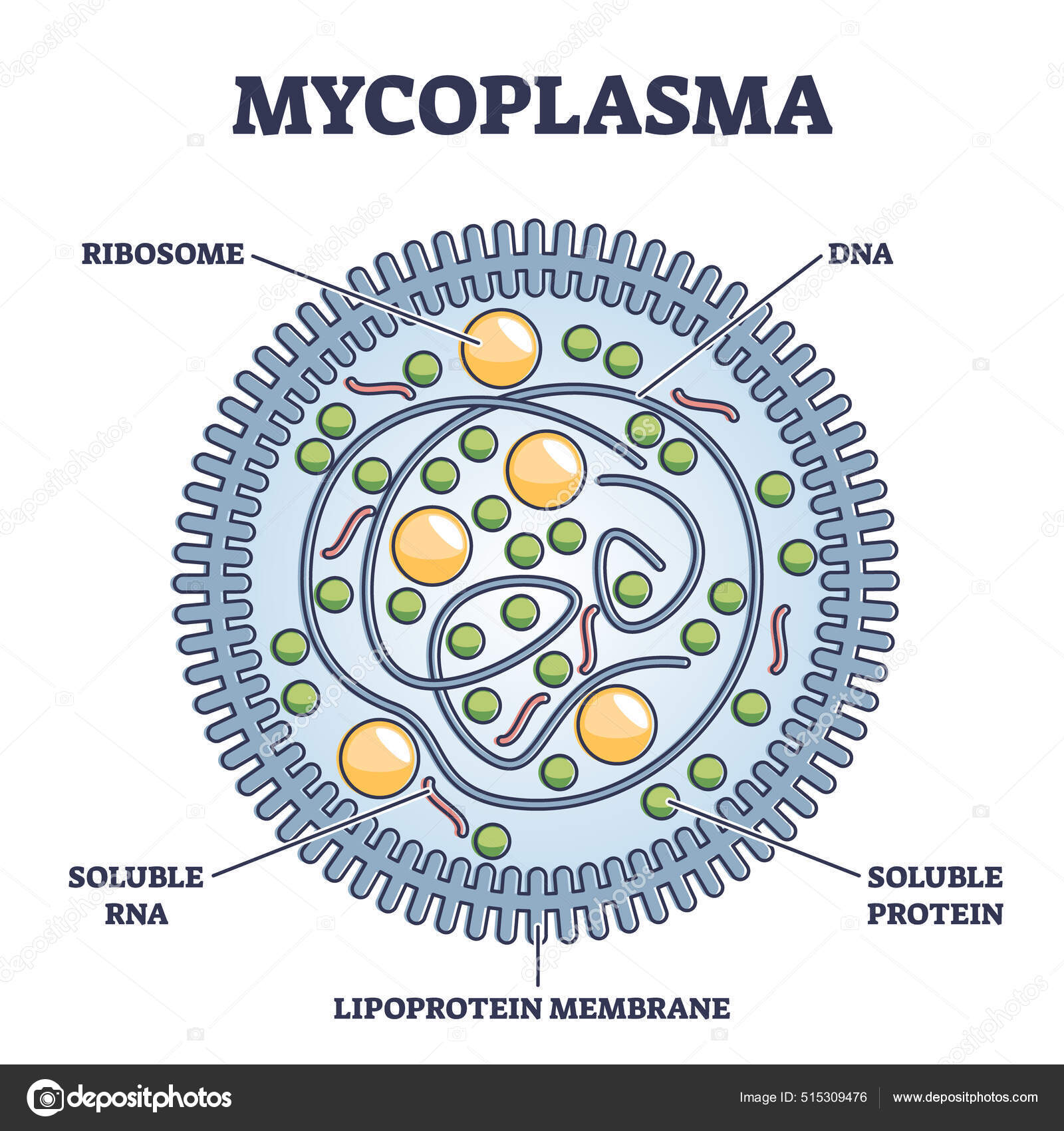 Mycoplasma Royalty Free Mycoplasma Vector Images Drawings Depositphotos