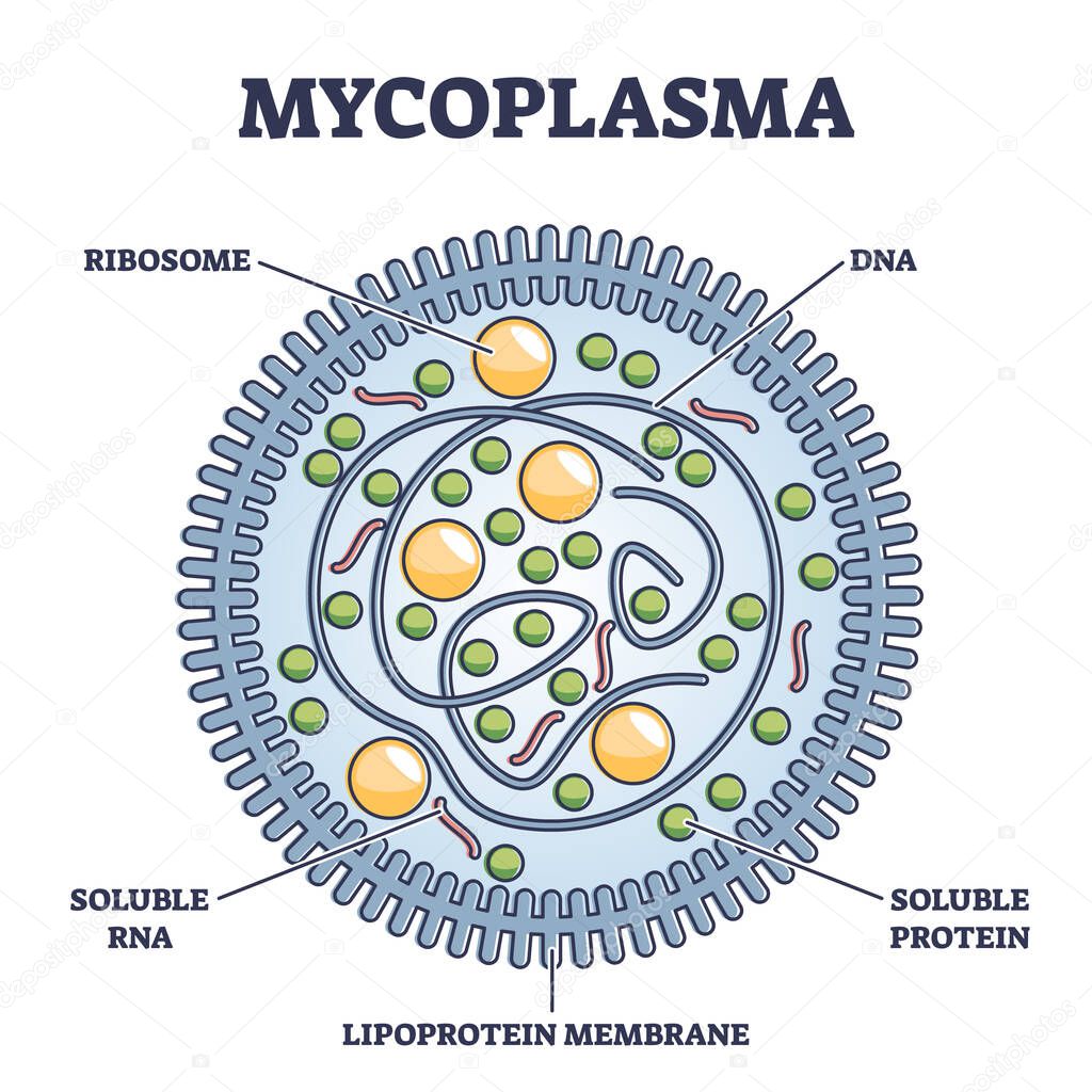 Mycoplasma infection respiratory illness, vector illustration diagram