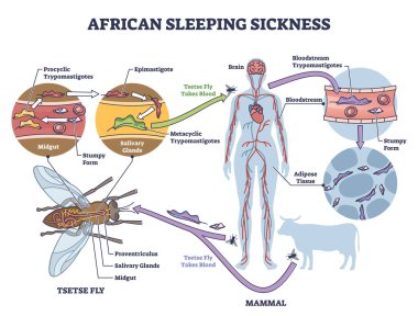Afrika uyku hastalığı ya da Afrika tripanozomiazis çizelgesi