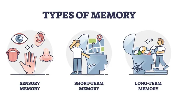 Typy paměti - smyslové, krátkodobé a dlouhodobé, vektorové schéma — Stockový vektor
