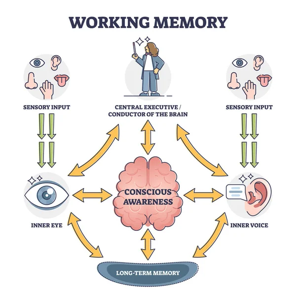 Memória de trabalho e consciência, ilustração do vetor do diagrama de contorno — Vetor de Stock