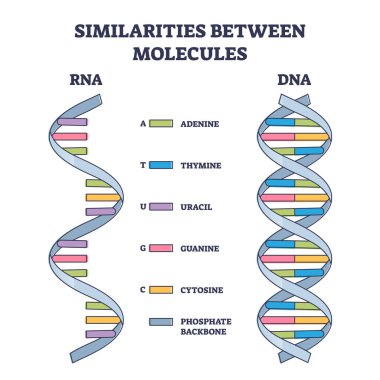 Similarities between RNA and DNA molecules, illustrated outline diagram clipart