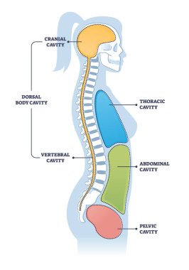 Dorsal and other body cavities cross section, outline illustration diagram clipart