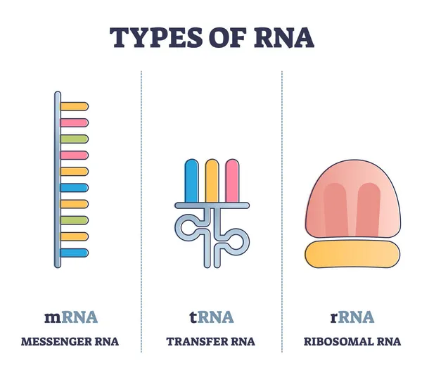 Typen des Vergleichs von RNA-Polymermolekülen, illustriertes Umrissdiagramm — Stockvektor