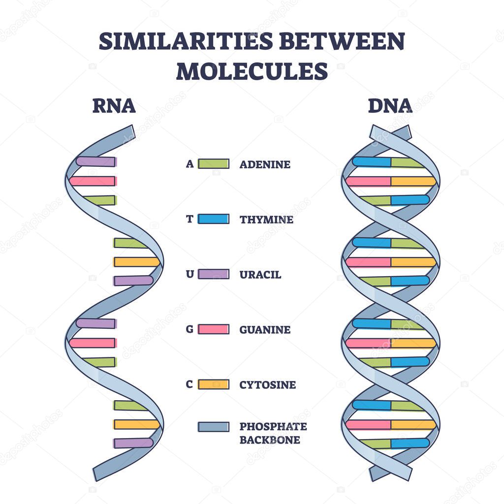 Similarities between RNA and DNA molecules, illustrated outline diagram