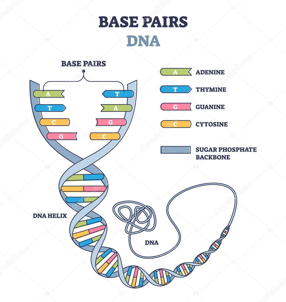 Base pairs of the DNA molecule chains, vector illustration outline diagram