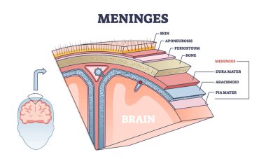 Merkezi beyin parçası yapısı ya da deri katmanlarının altındaki diyagram olarak meningler.