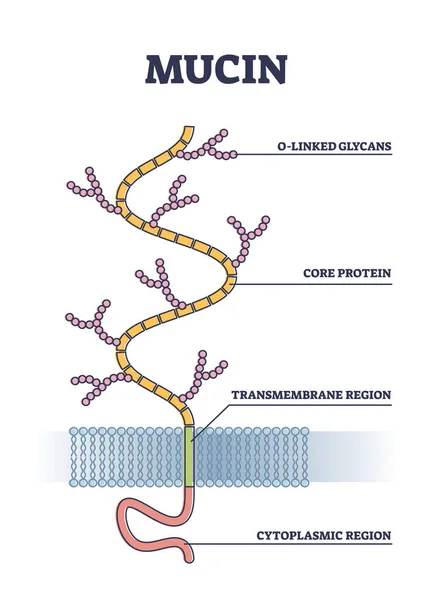 Slem struktur som kemiska glykosylerade proteiner närbild skiss — Stock vektor