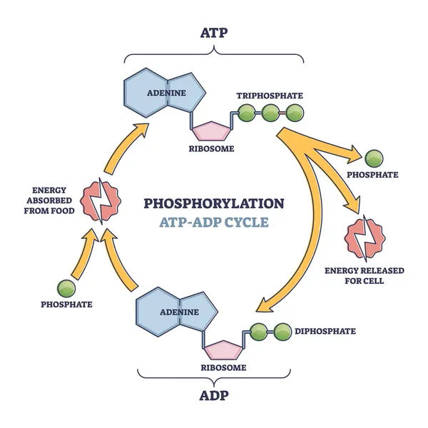 Фосфорилювання АТФ, цикл АДФ з детальними етапами обробки схема контури — стоковий вектор