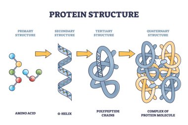 Protein structure levels from amino acid to complex molecule outline diagram clipart