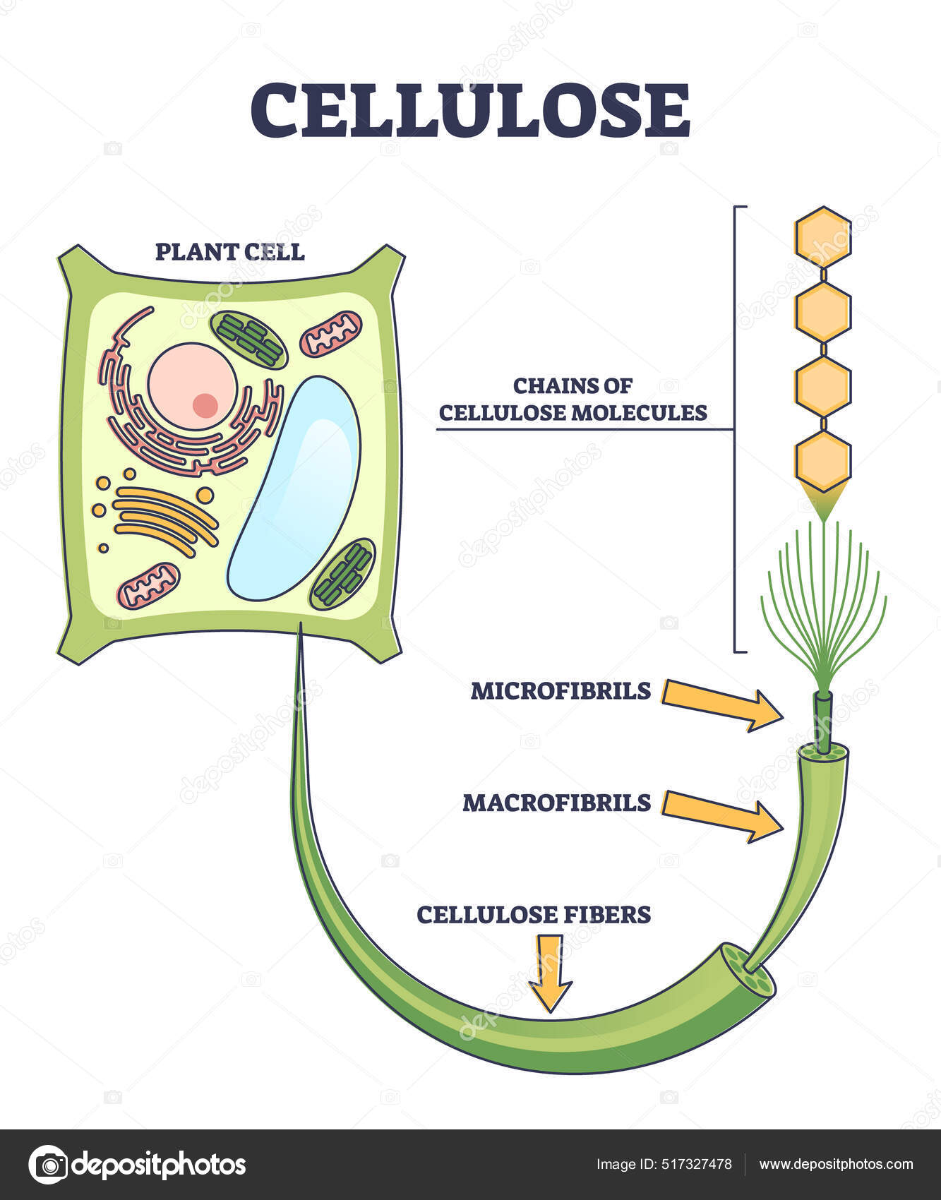 植物细胞图标记