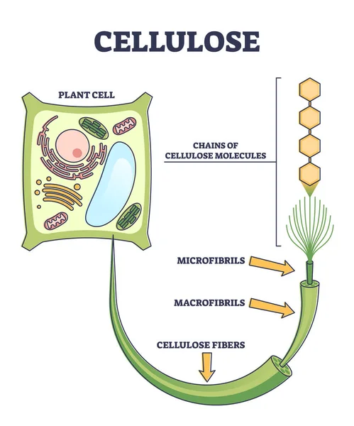 เซลลูโลสเป็นโครงสร้างสารประกอบอินทรีย์จากแผนภาพโครงร่างเซลล์พืช — ภาพเวกเตอร์สต็อก