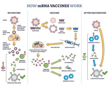 mRNA aşıları karşılaştırmalı ilkeler ve sonuç diyagramı ile nasıl çalışır
