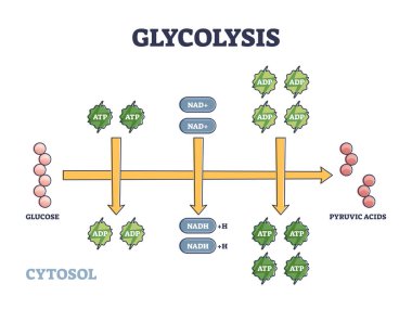 Glikoz dönüşüm şeması için metabolik yol olarak glikoliz