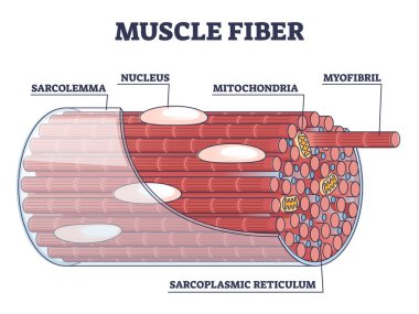 Kas lifleri yapısı ve iç kısımlar anatomik açıklama şeması
