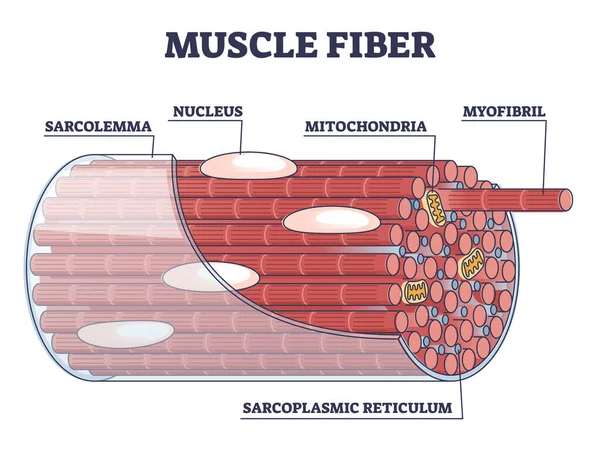Estructura de la fibra muscular y partes internas Descripción anatómica diagrama de contorno — Archivo Imágenes Vectoriales