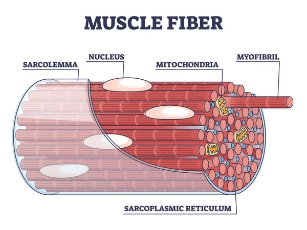 Izomrostok szerkezete és belső részei anatómiai leírás vázlat ábra — Stock Vector
