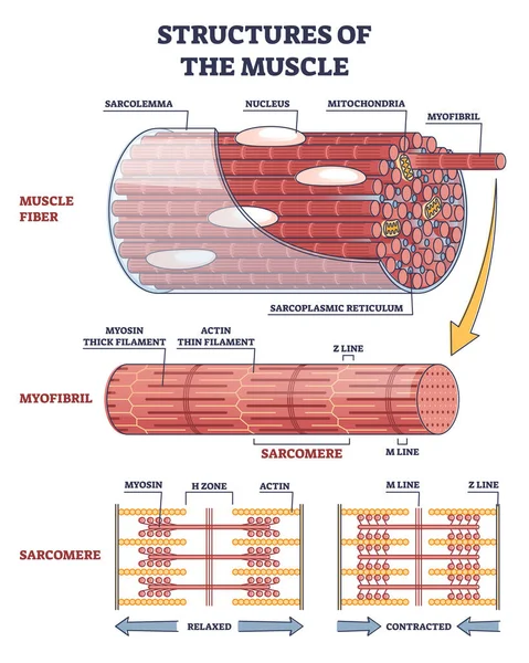 Estructuras del músculo con fibra, miofibril y diagrama de contorno de sarcomeros — Vector de stock