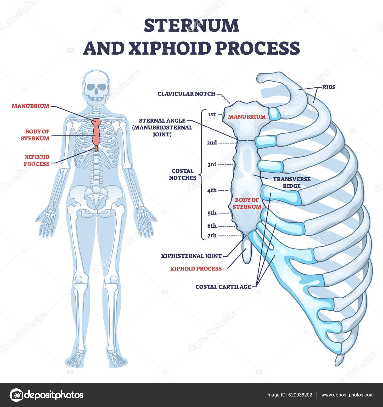 Sternum and xiphoid process with breastbone bone structure outline