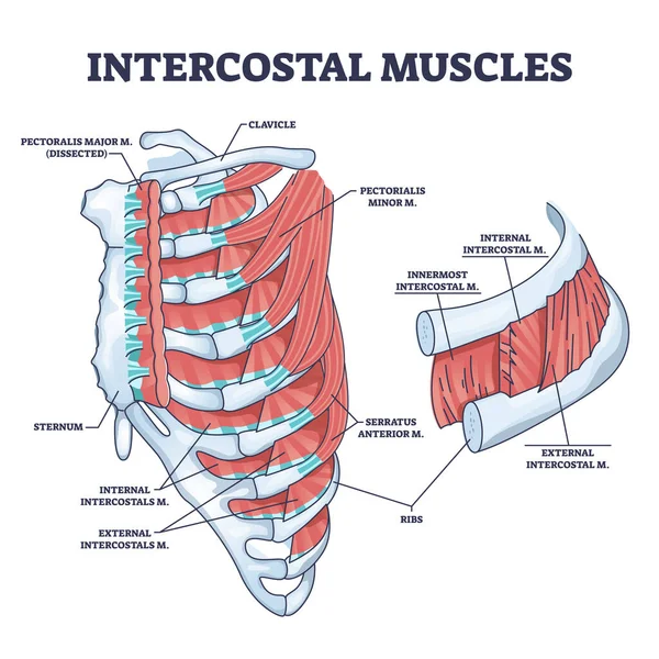 Muscoli intercostali tra le costole nello schema anatomico della gabbia toracica — Vettoriale Stock