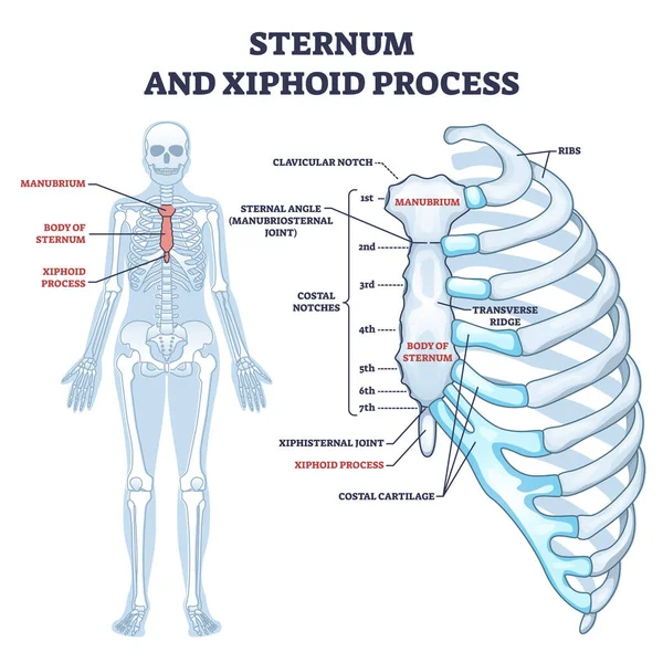 Sternum a xifos proces se strukturou prsní kosti obrys diagram — Stockový vektor