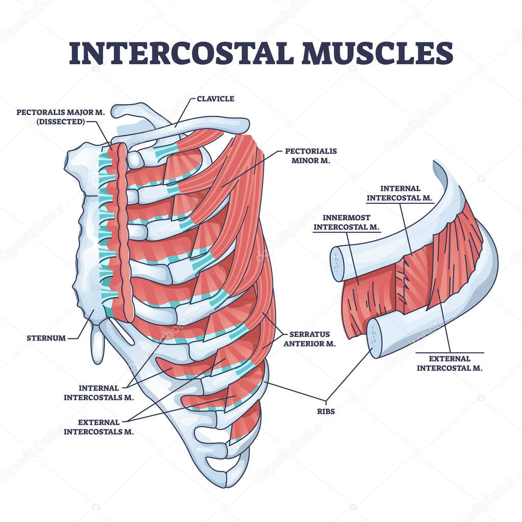 Intercostal muscles between ribs in anatomical chest cage outline diagram