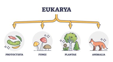 Eukaryotes and eukarya as enclosed nucleus organisms division outline diagram clipart