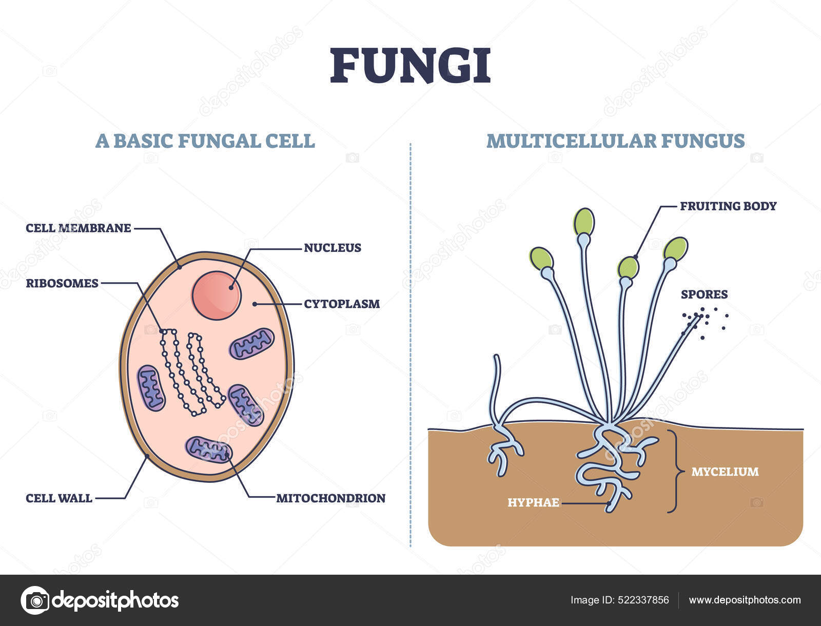 Fungi as basic fungal cell and multicellular fungus structure outline