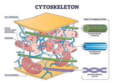 Cytoskeleton structure as complex protein filaments network outline diagram clipart