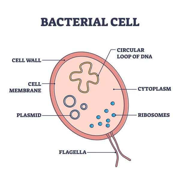 Estructura celular bacteriana con secciones de partes internas anatómicas diagrama de contorno — Archivo Imágenes Vectoriales