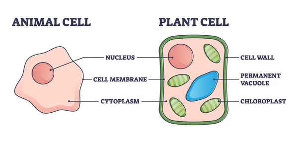 Porównanie struktury komórek zwierzęcych i roślinnych z diagramem przedstawiającym różnice — Wektor stockowy