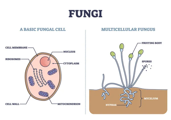 Hongos como célula fúngica básica y estructura de hongos multicelulares diagrama de contorno — Archivo Imágenes Vectoriales