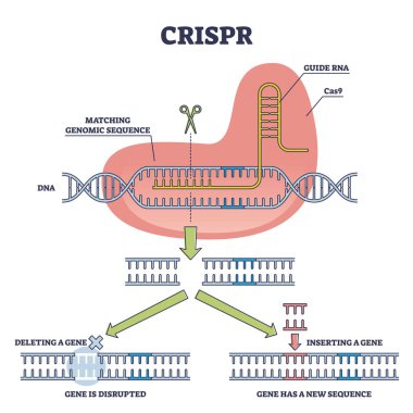 CRISPR genetik DNA dizisi mühendisliği ve gen mutasyon şeması olarak
