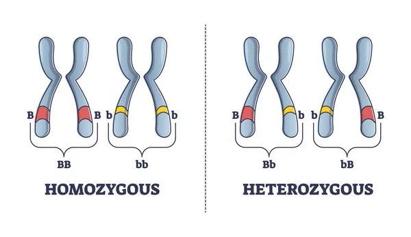 Heterozygous vs homozygous parent gene differences comparison outline diagram — Stock Vector