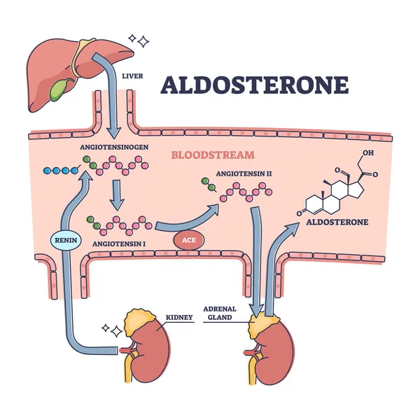 Diagrama de contorno do processo de liberação de hormônio esteroide mineralocorticoide de aldosterona —  Vetores de Stock