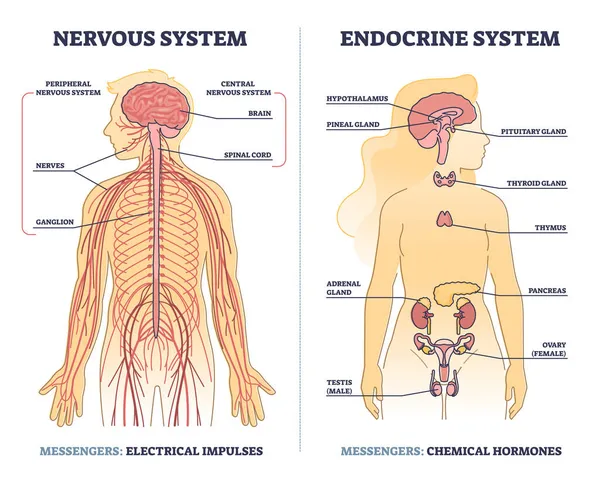 Nervous system vs endocrine with messengers differences outline diagram — Stock Vector