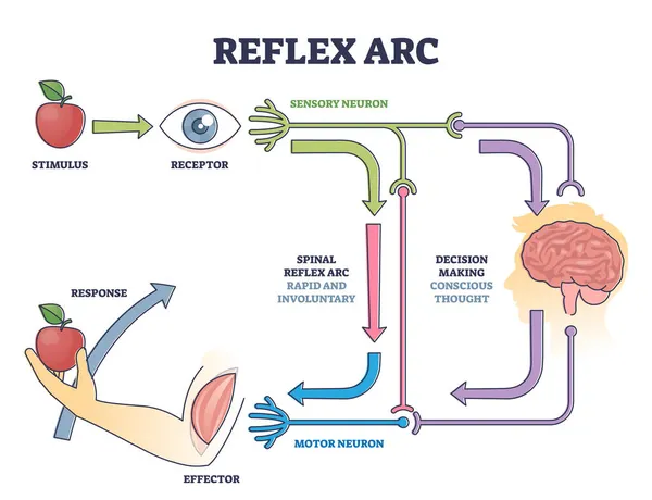 Vía neuronal sensorial ARC reflexiva desde el estímulo hasta el diagrama de contorno de respuesta — Archivo Imágenes Vectoriales