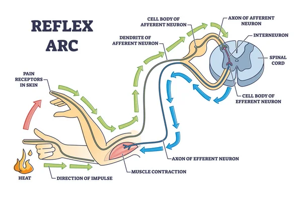 Explication de l'arc réflexe avec signaux de douleur et diagramme de contour des impulsions du récepteur — Image vectorielle